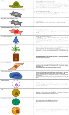 Liver, Tumor and Viral Hepatitis: Key Players in the Complex Balance Between Tolerance and Immune Activation